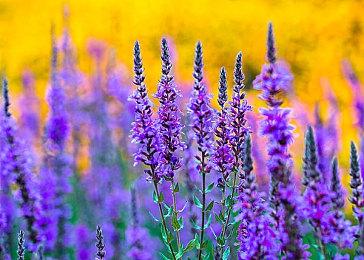 《艾尔登法环》早期概念世界地图疑似曝光 多处对比吻合